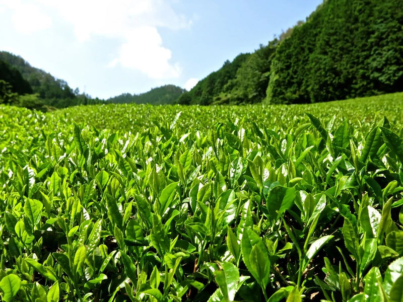 Groene theevelden in Japan