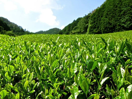 Groene theevelden in Japan